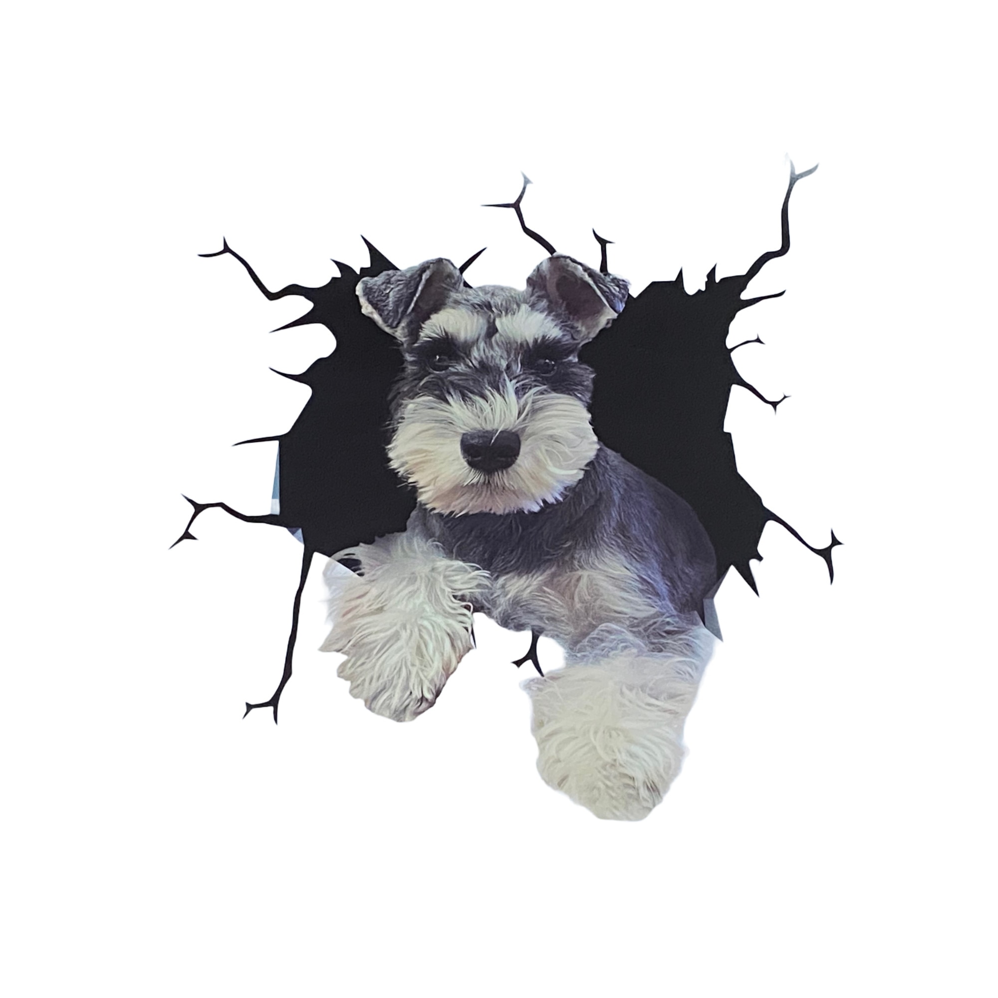 Imagine pentru Abtibild luneta auto Catel, tip Sticker, 30 x 30 cm